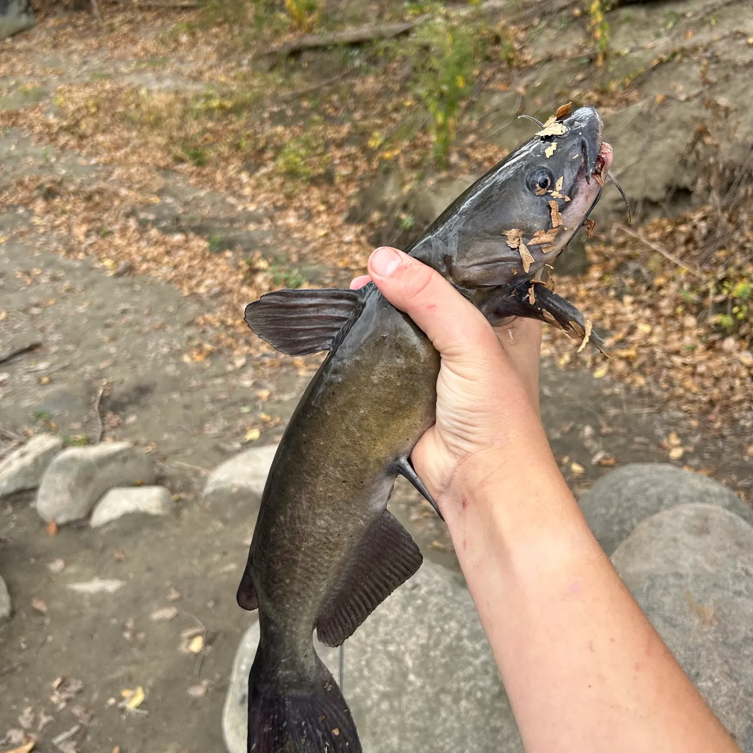 Channel catfish caught on Fishbrain