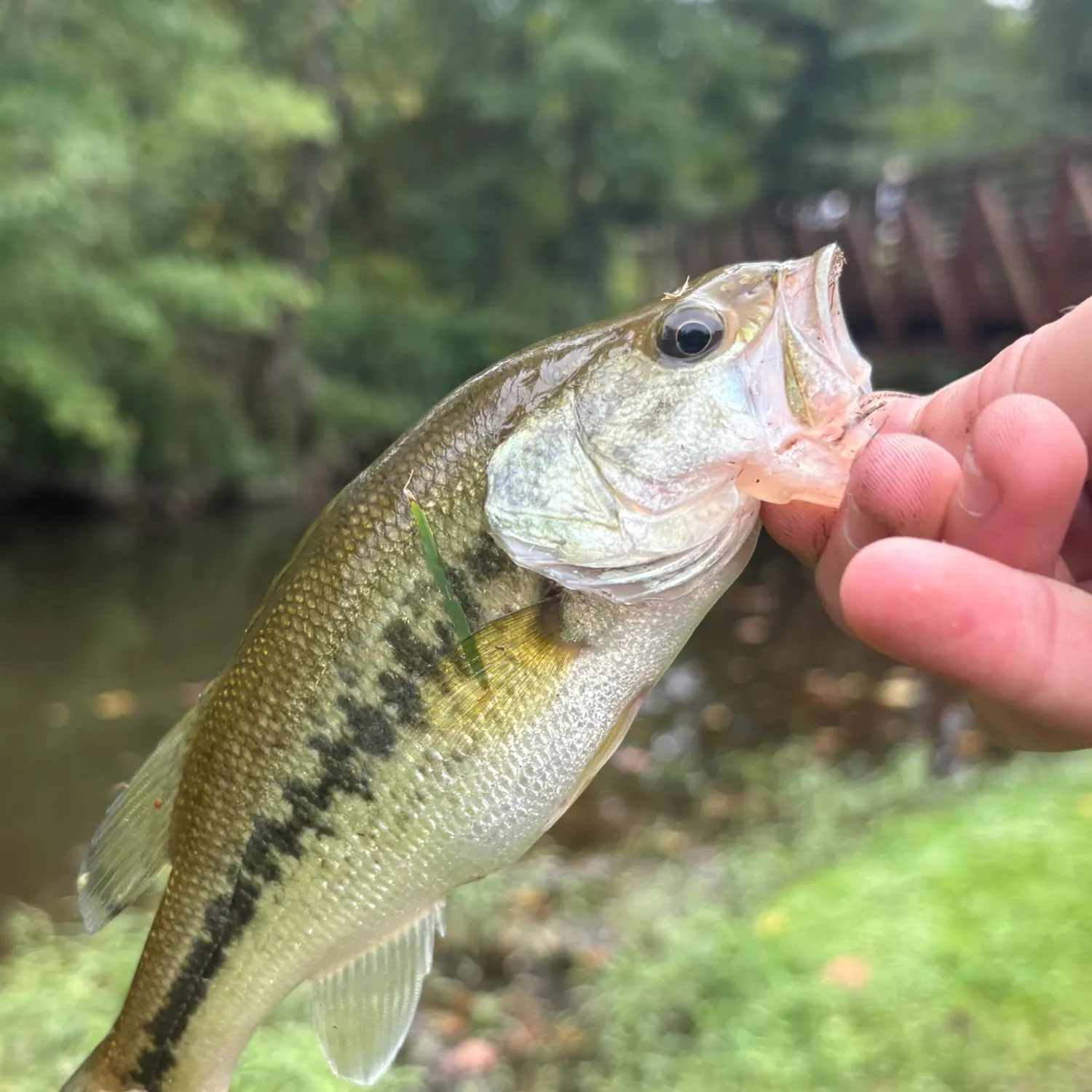 Spotted bass caught on Fishbrain