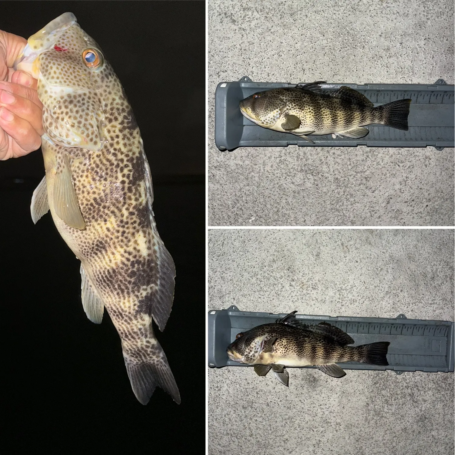 recently logged catches