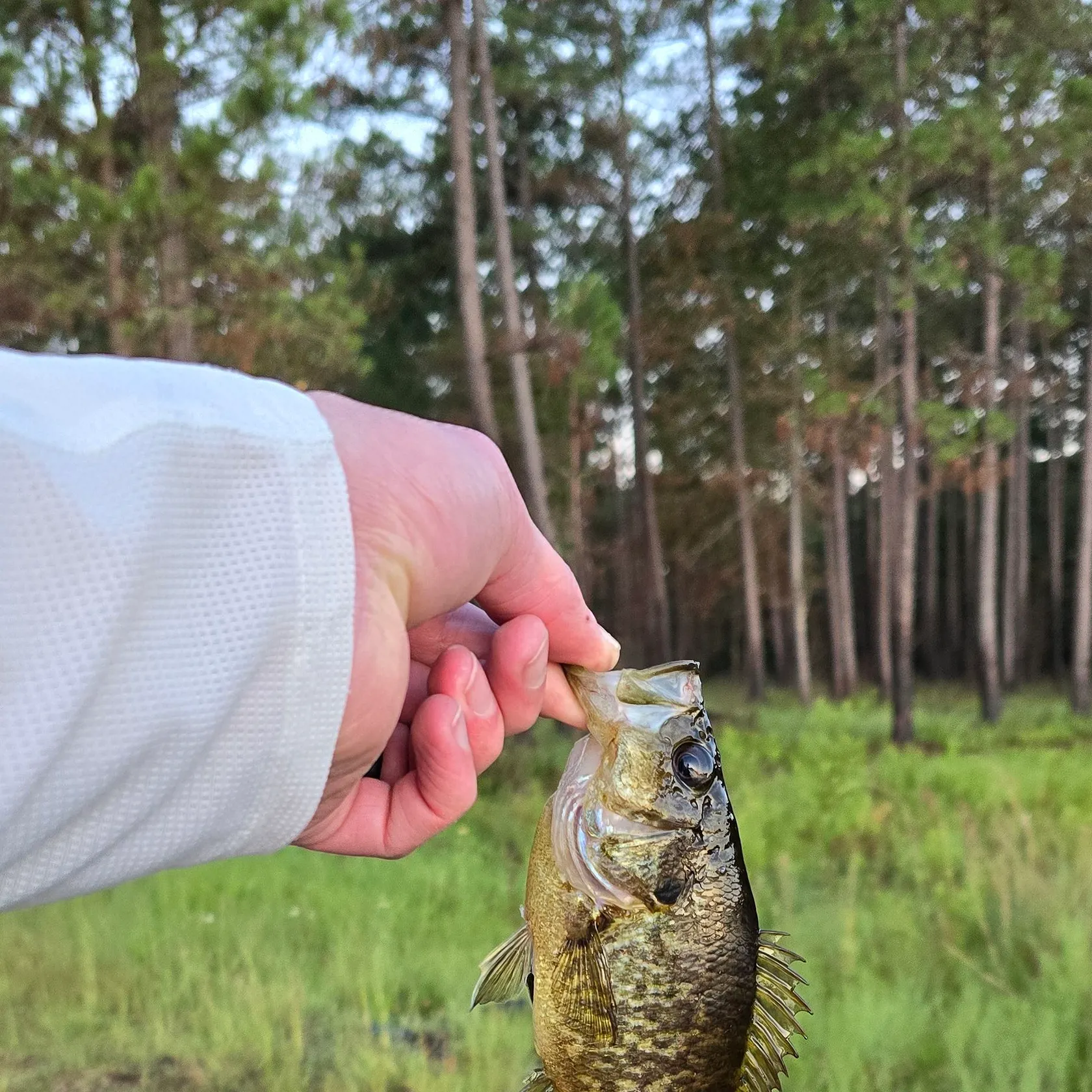 Black crappie caught on Fishbrain