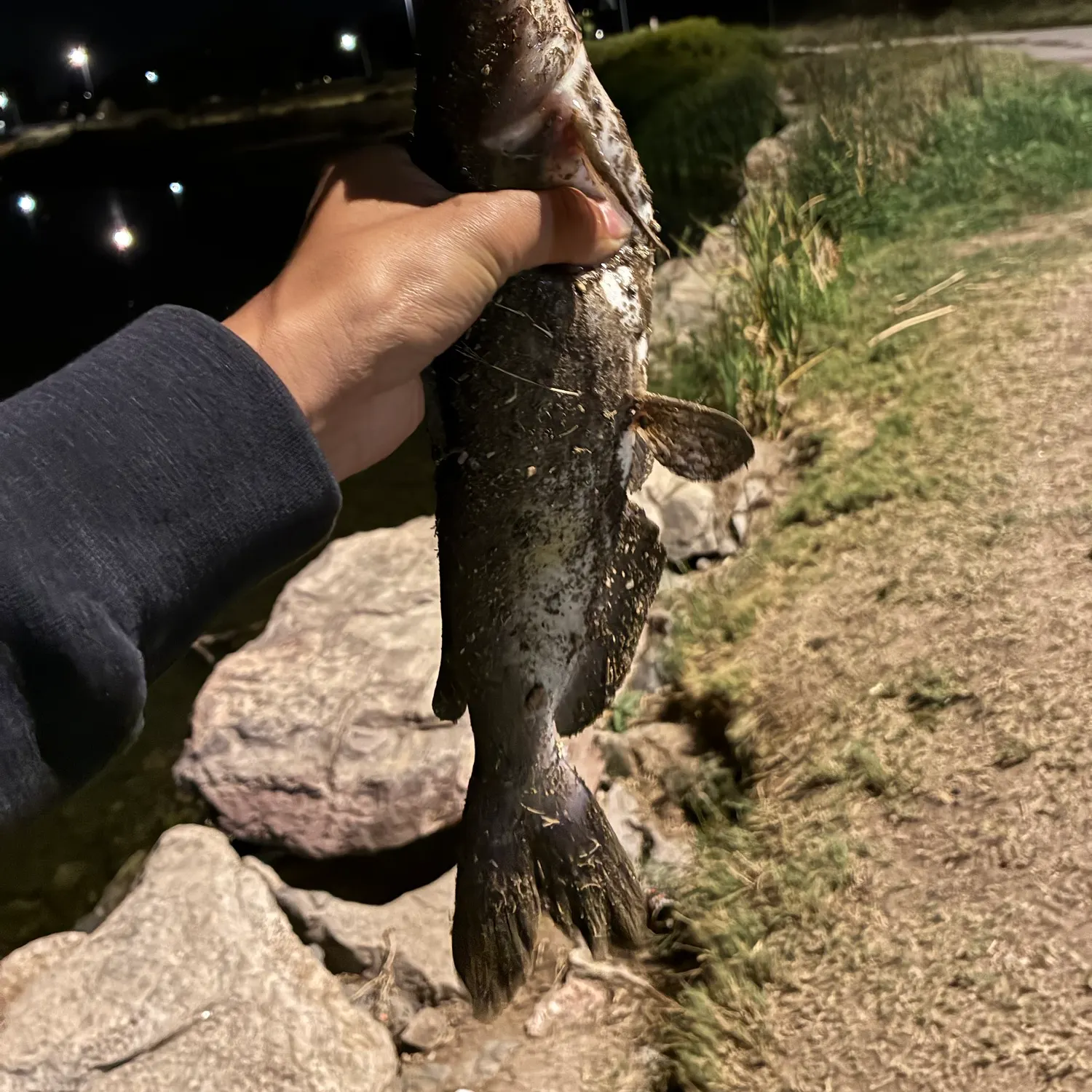 Blue catfish caught on Fishbrain