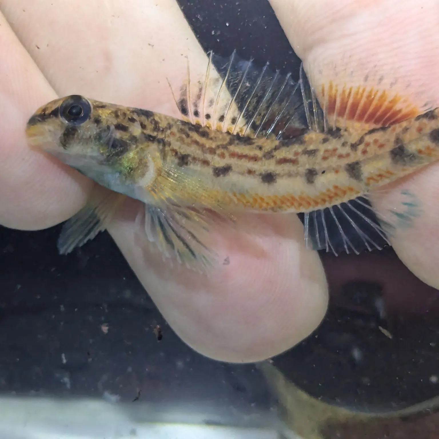 The most recent Coastal darter catches on Fishbrain