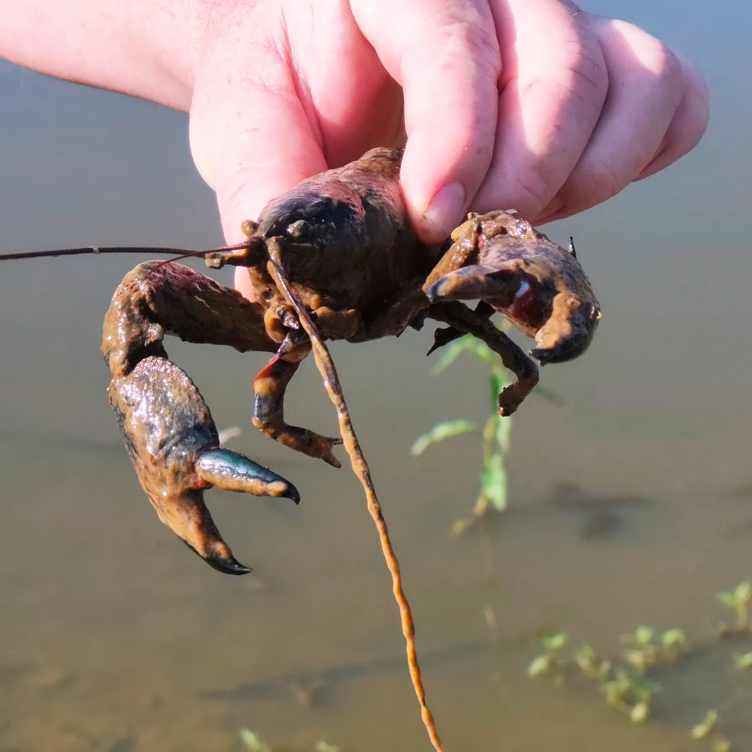 The most recent Rusty crayfish catches on Fishbrain