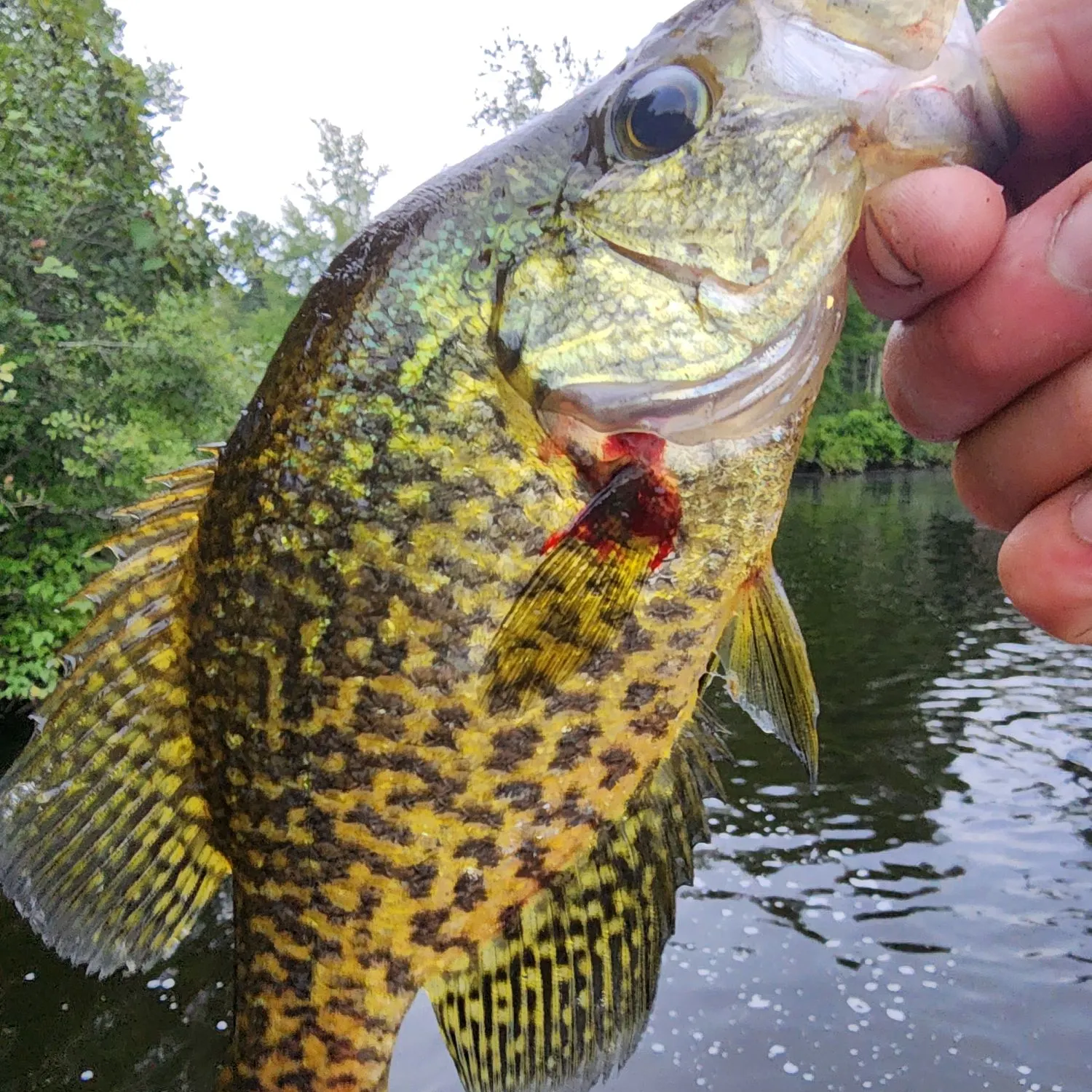 Black crappie caught on Fishbrain