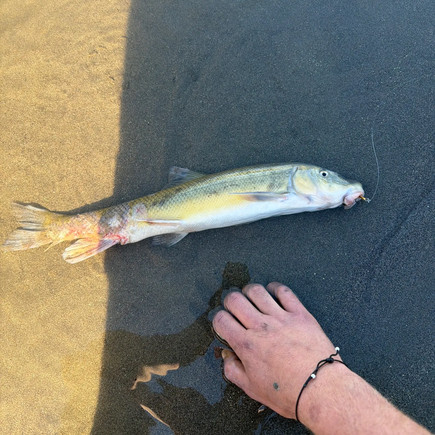 The most recent Sacramento sucker catches on Fishbrain