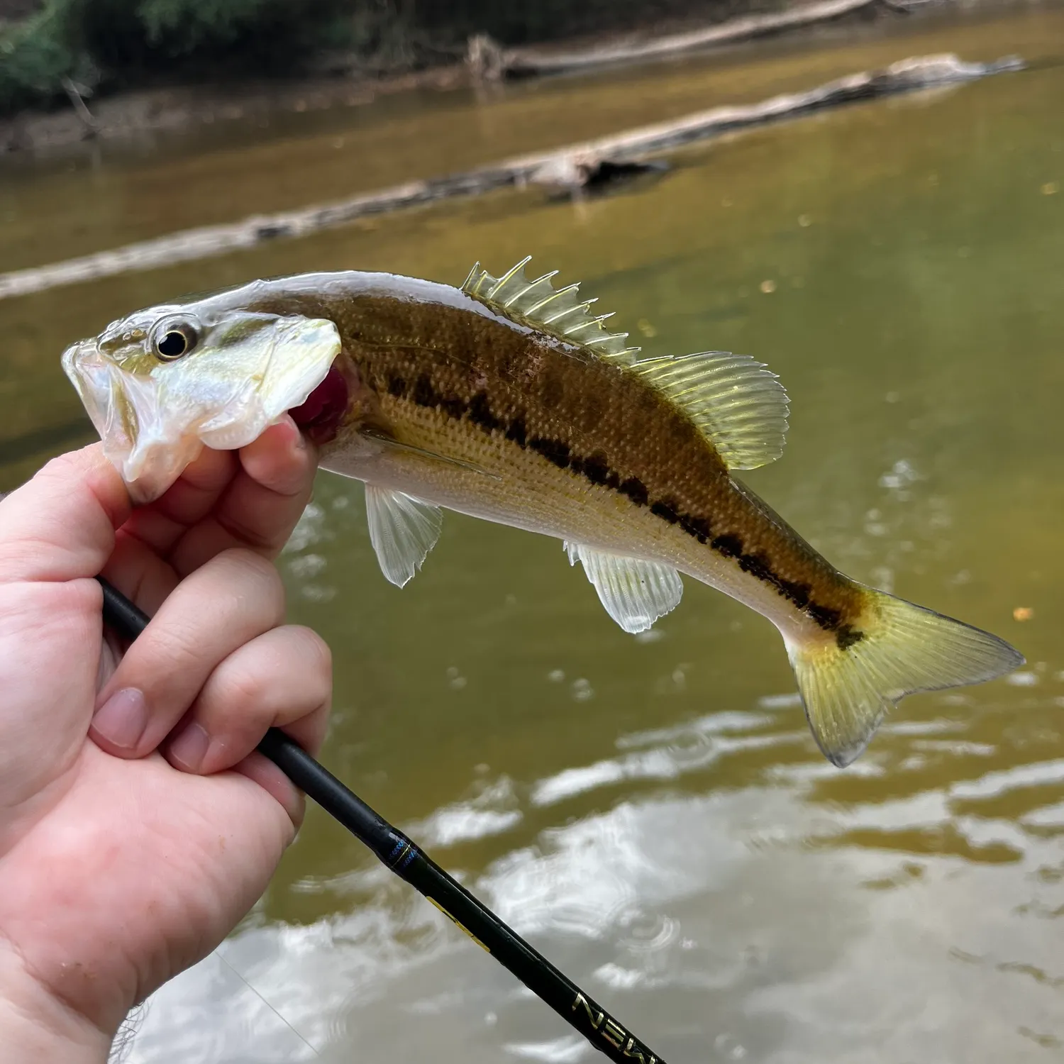 Spotted bass caught on Fishbrain