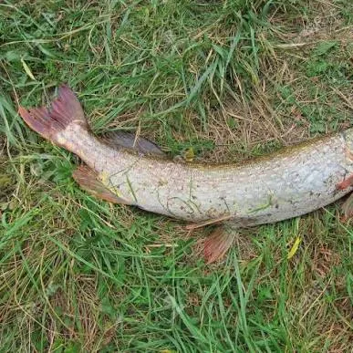 The most recent Muskellunge catches on Fishbrain