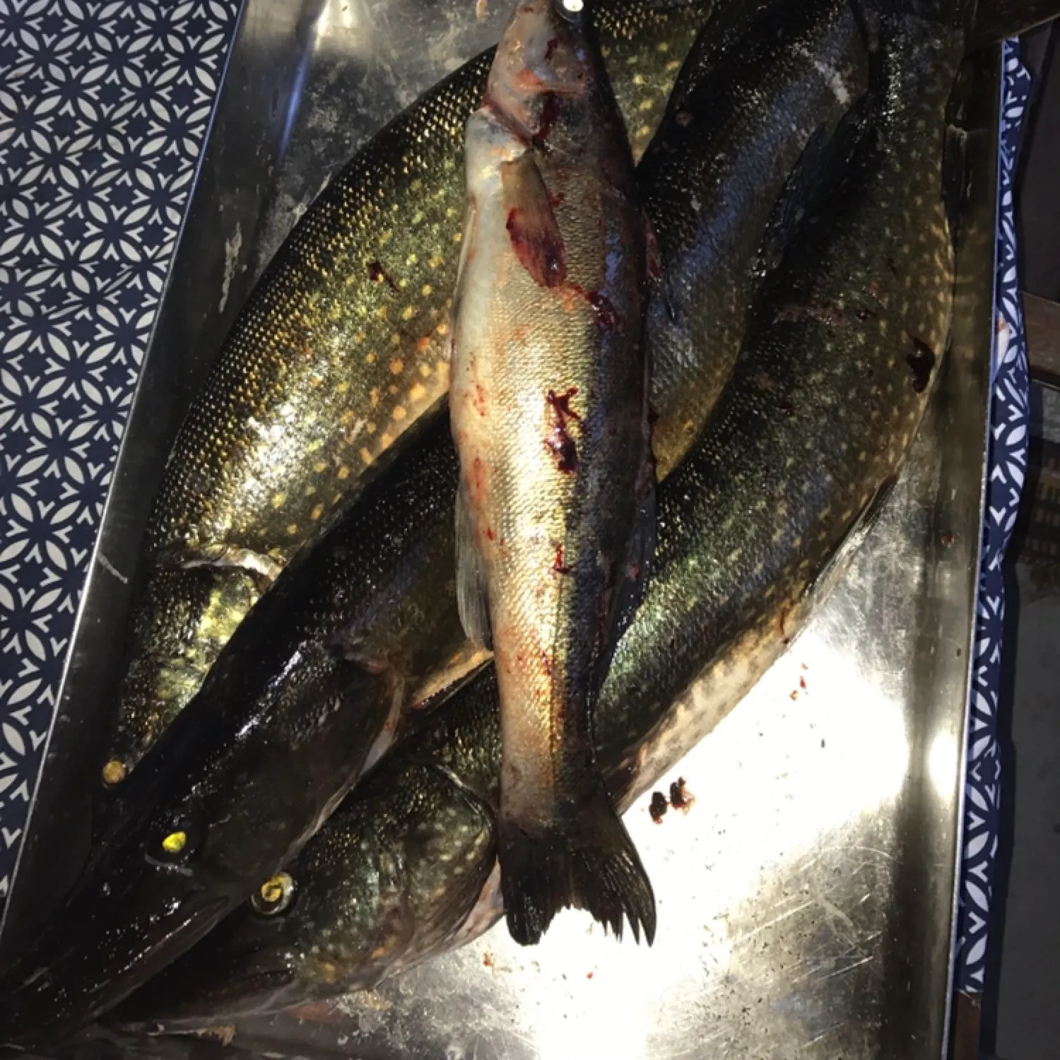 recently logged catches