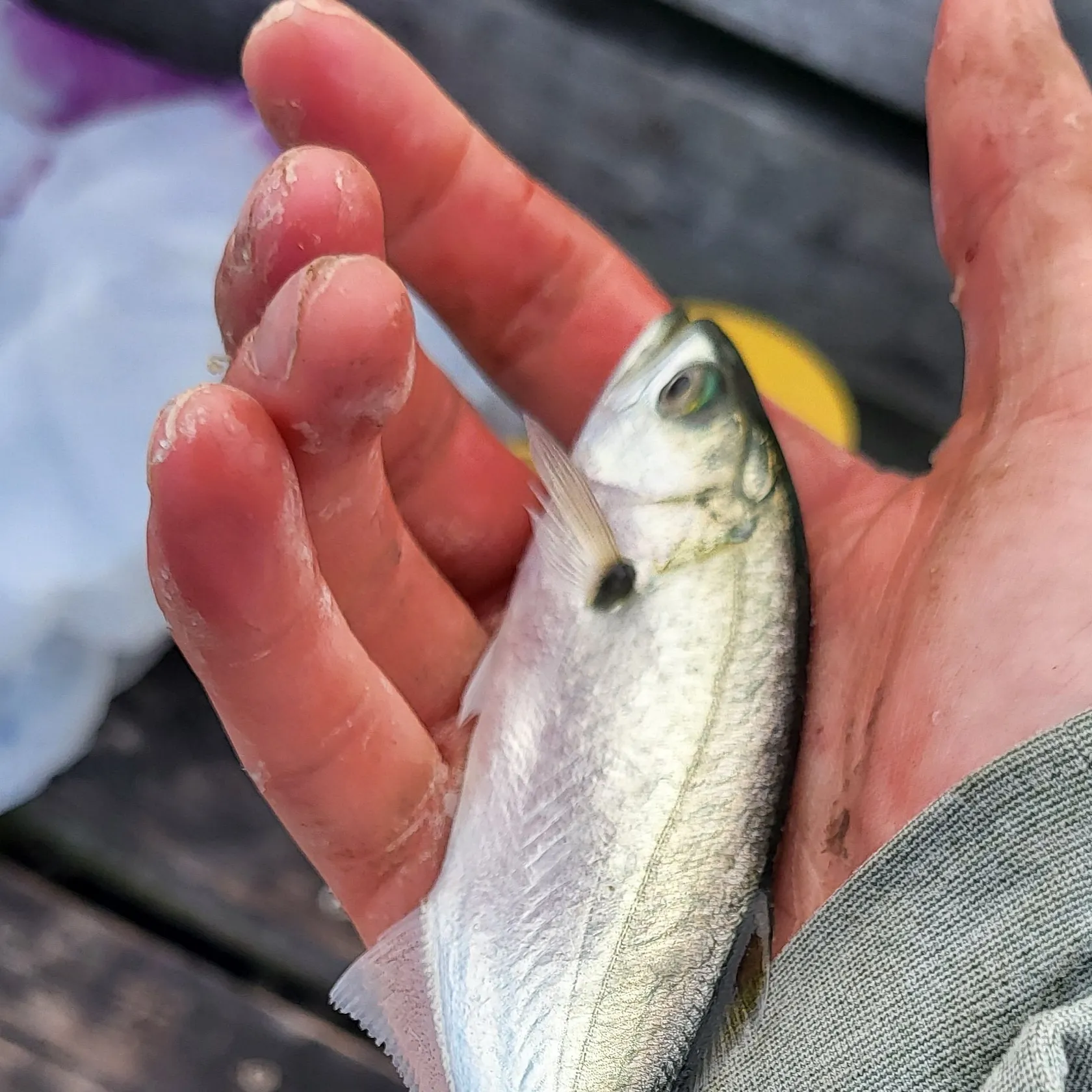 Bluefish caught on Fishbrain