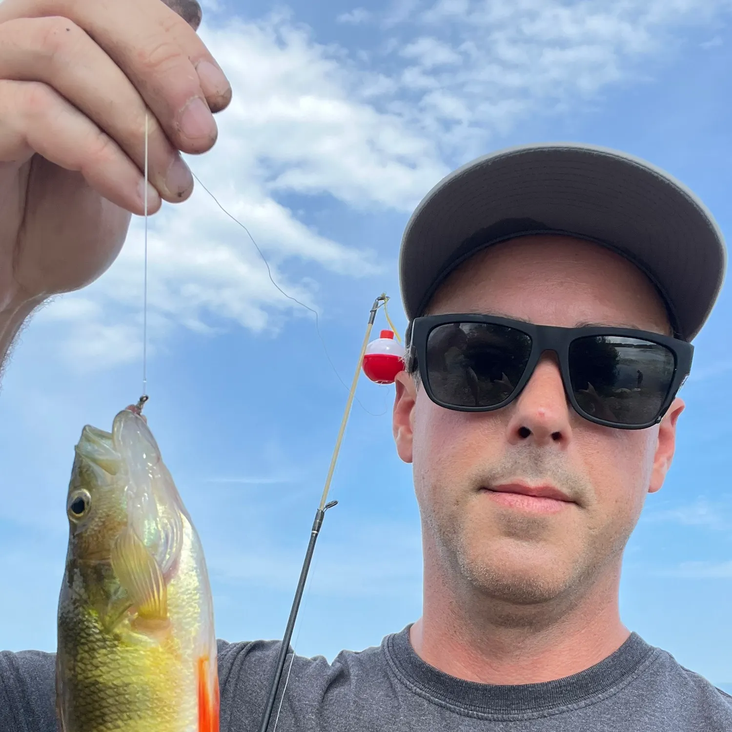 Yellow perch caught on Fishbrain