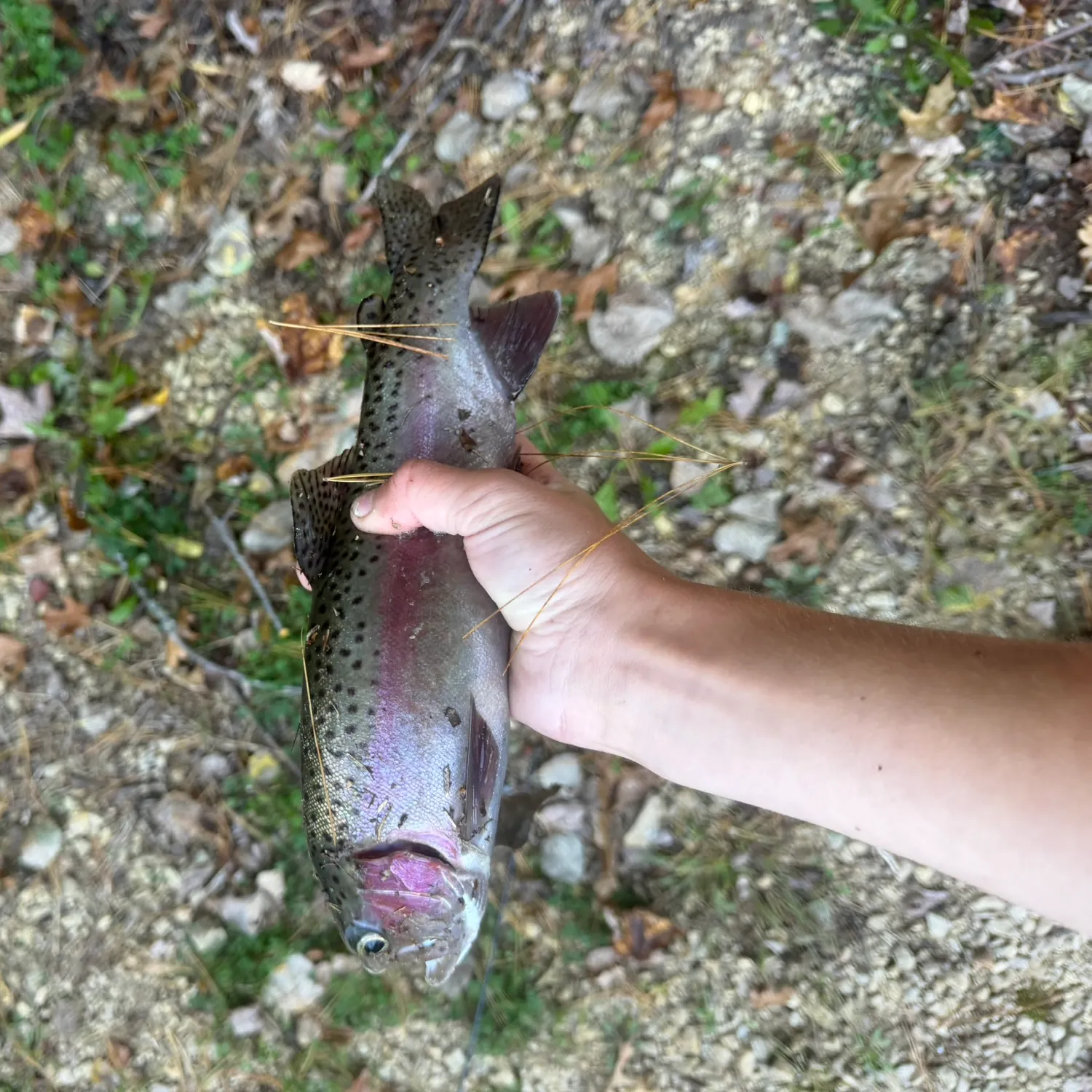 Rainbow trout caught on Fishbrain