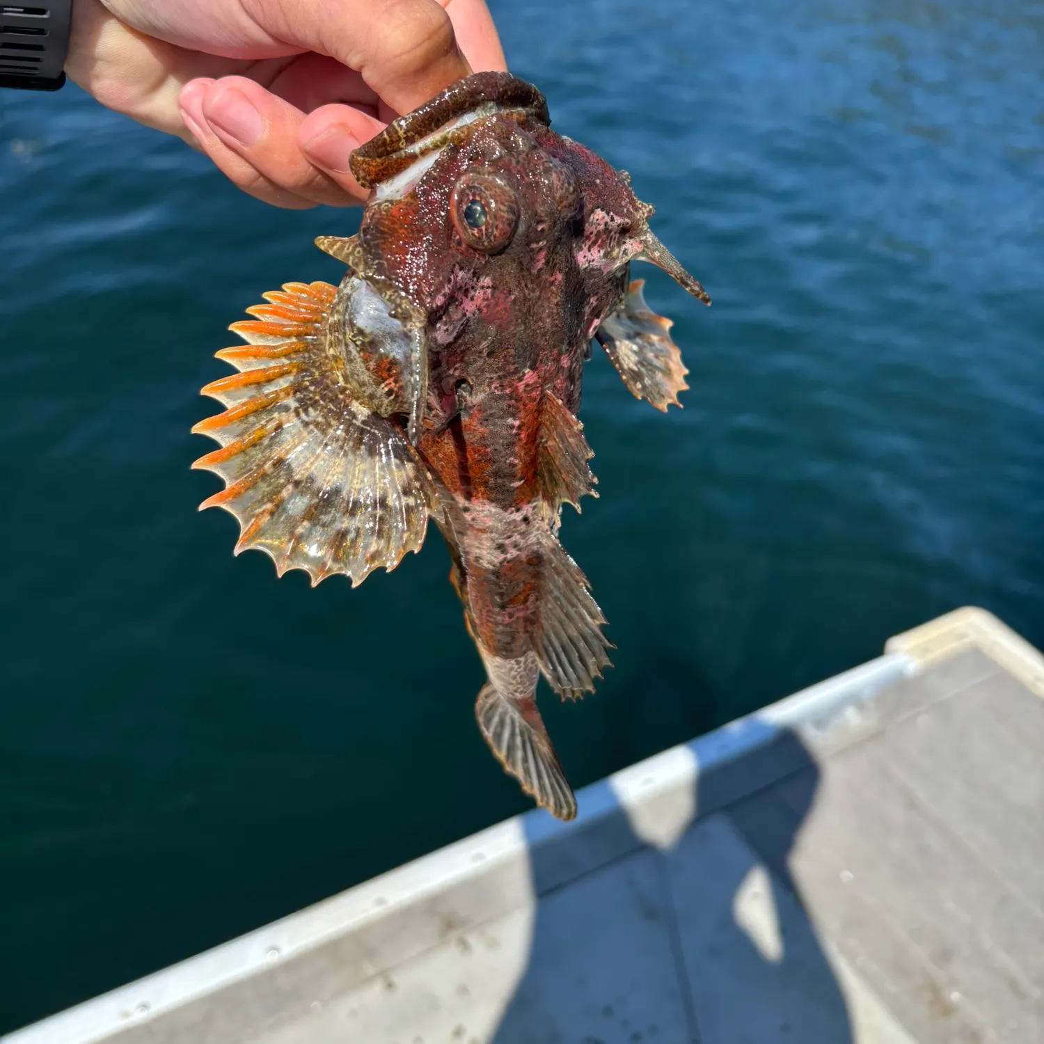 The most recent Red Irish lord catches on Fishbrain
