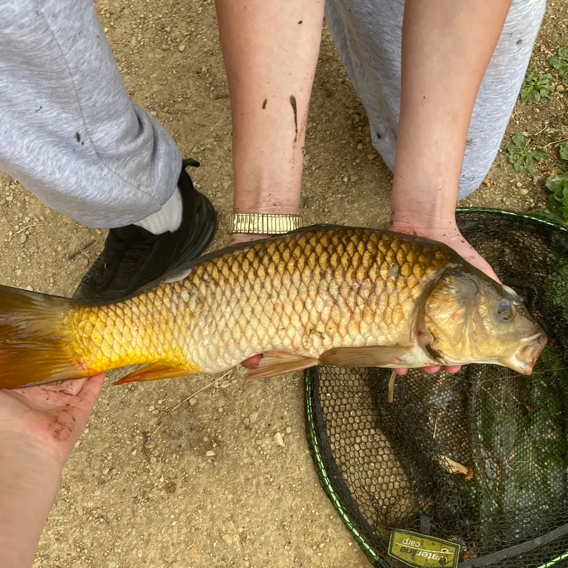 Common carp caught on Fishbrain