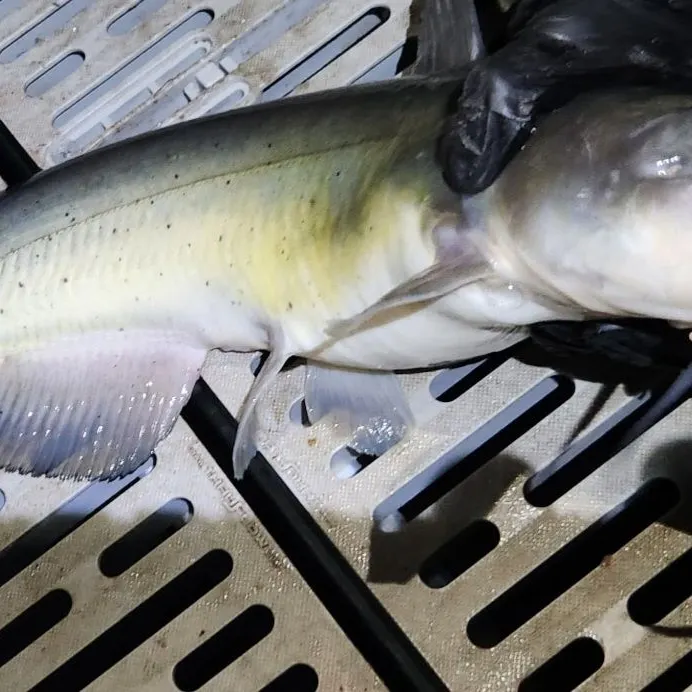 Channel catfish caught on Fishbrain