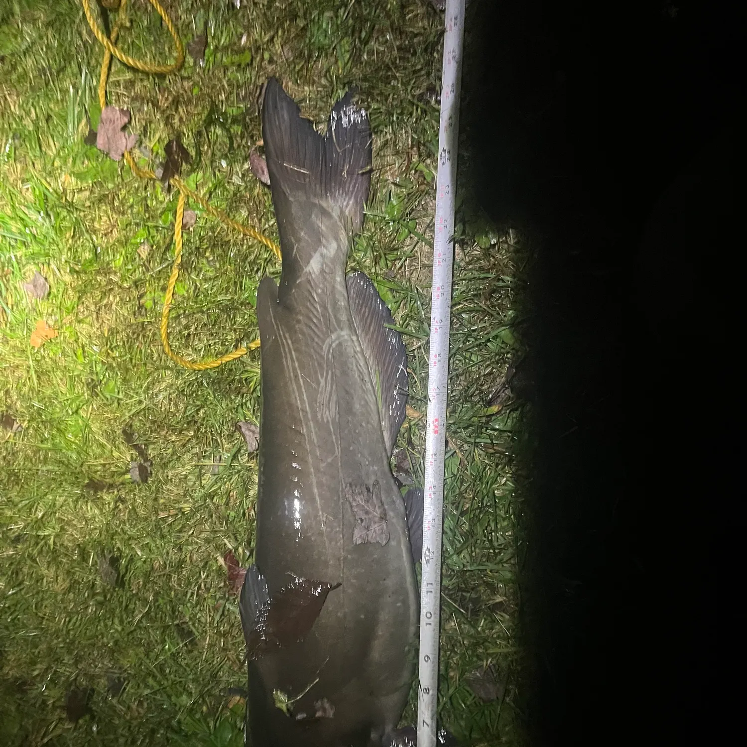 Channel catfish caught on Fishbrain