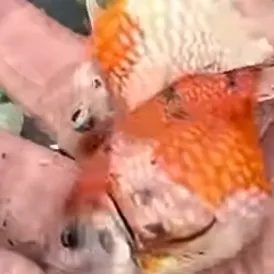 Goldfish caught on Fishbrain