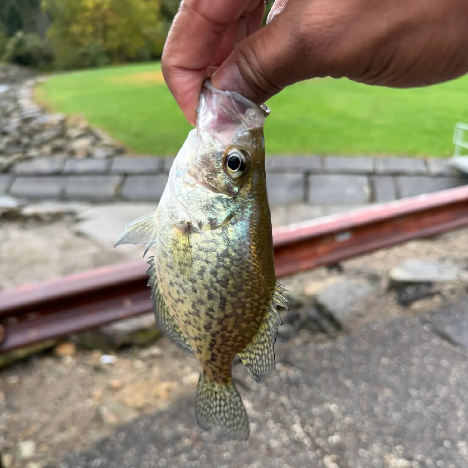 Black crappie caught on Fishbrain