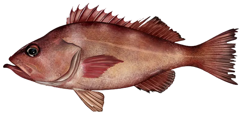 Pacific ocean perch