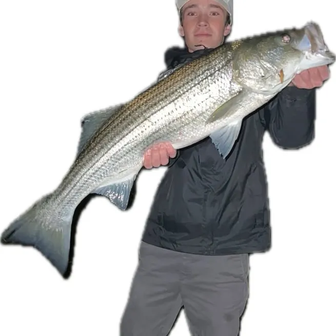 Striped bass caught on Fishbrain
