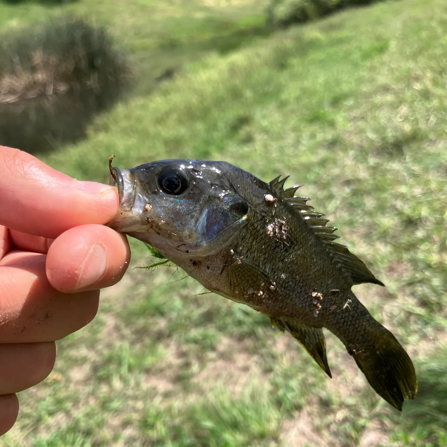 Green sunfish caught on Fishbrain
