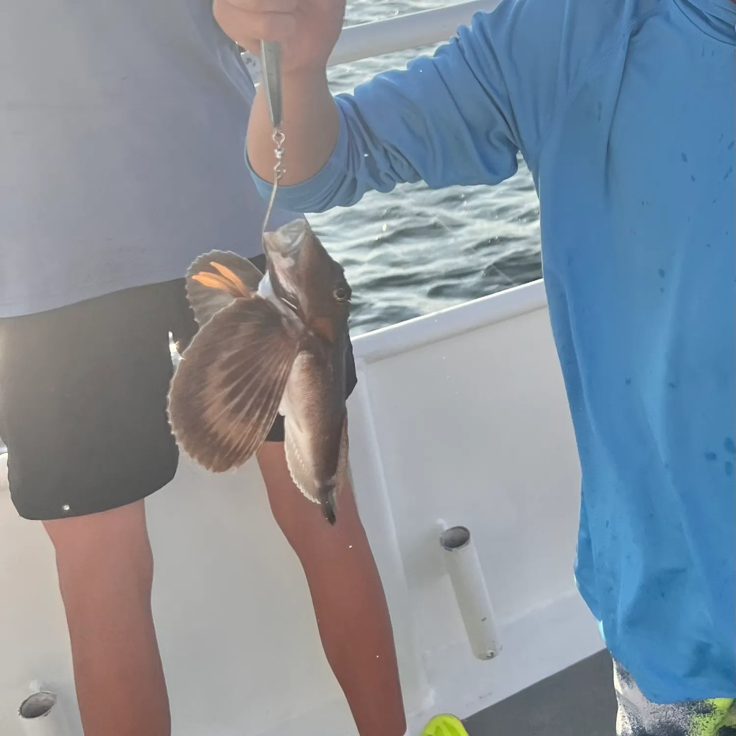 The most recent Striped searobin catches on Fishbrain