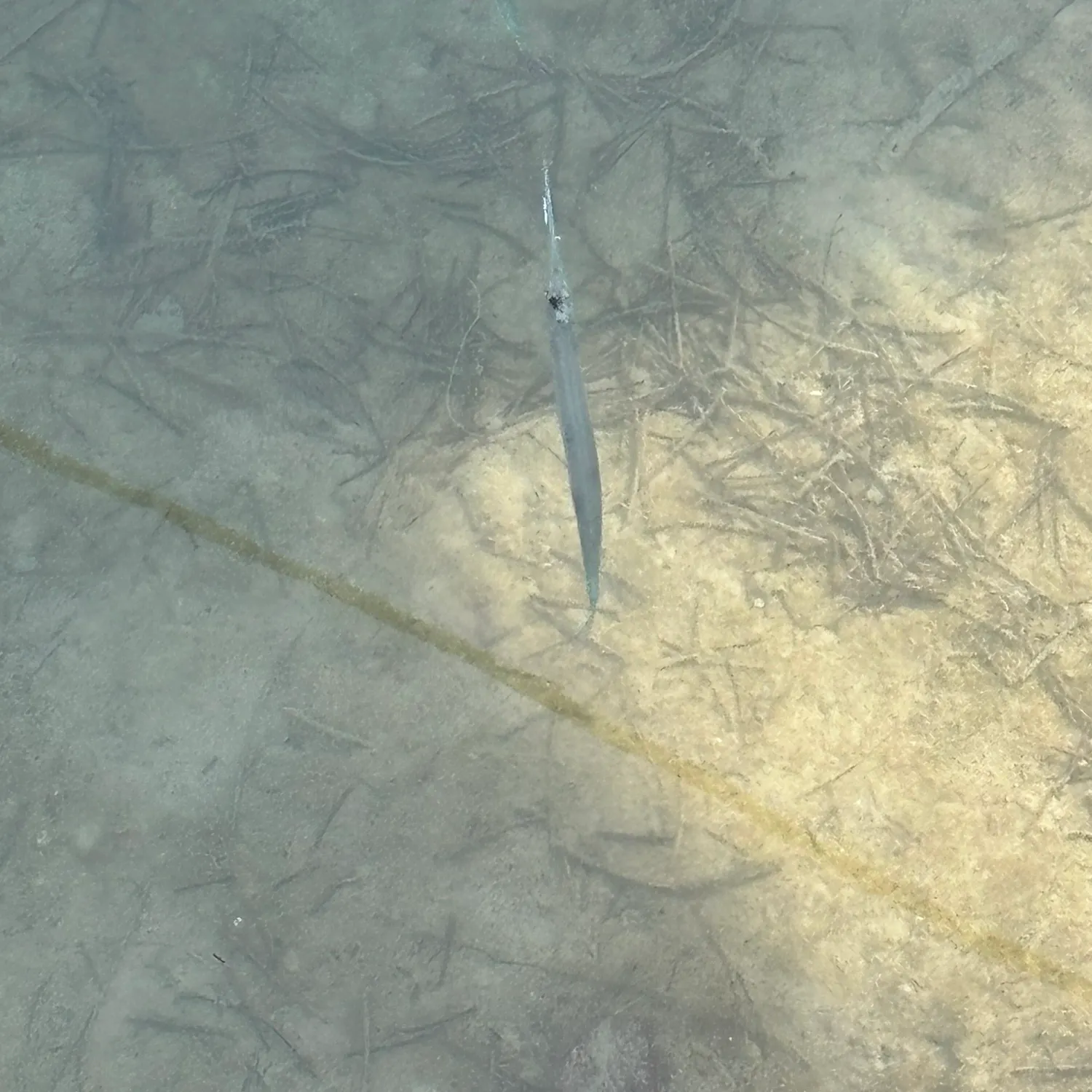 The most recent Hound needlefish catches on Fishbrain