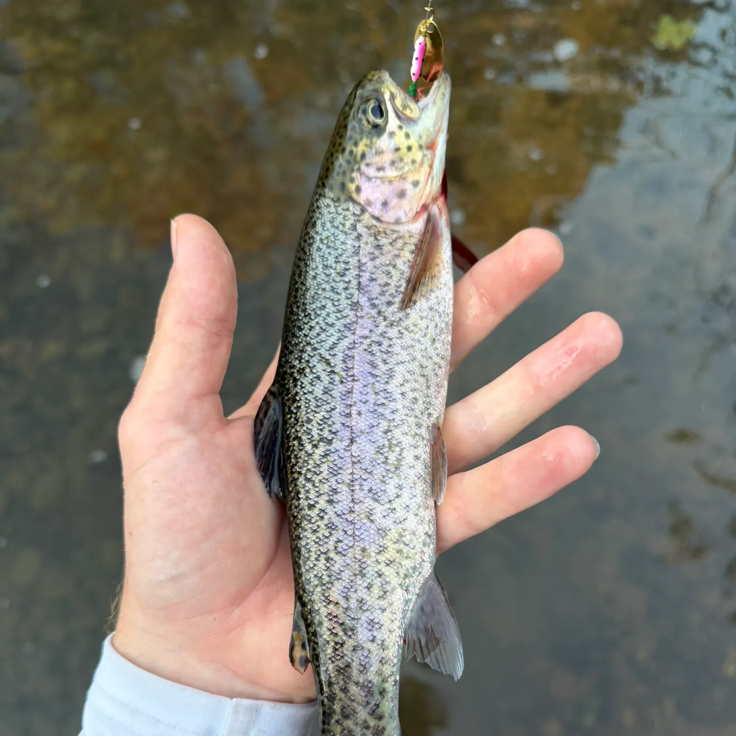 Rainbow trout caught on Fishbrain