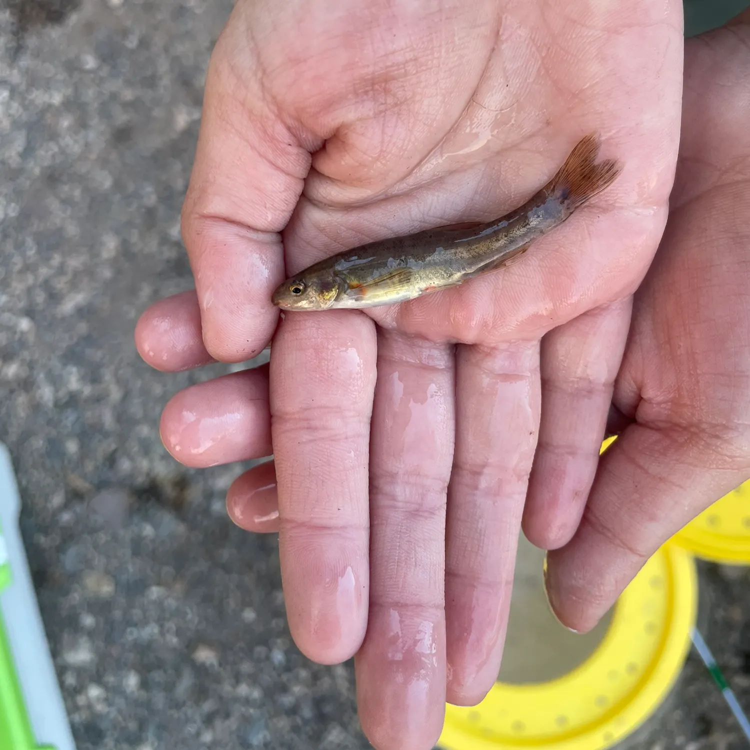 The most popular recent Speckled dace catch on Fishbrain