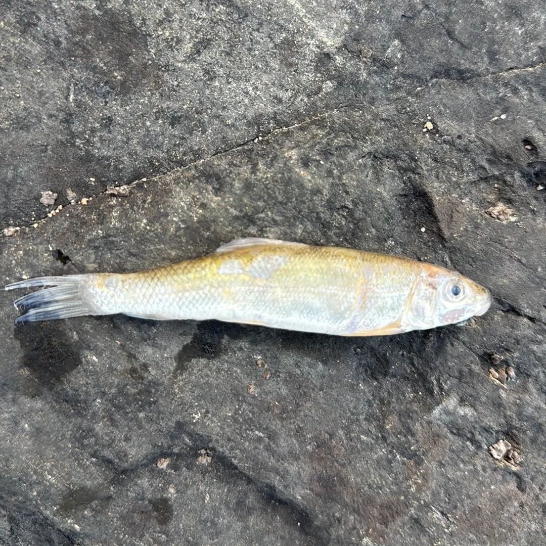The most recent Round whitefish catches on Fishbrain