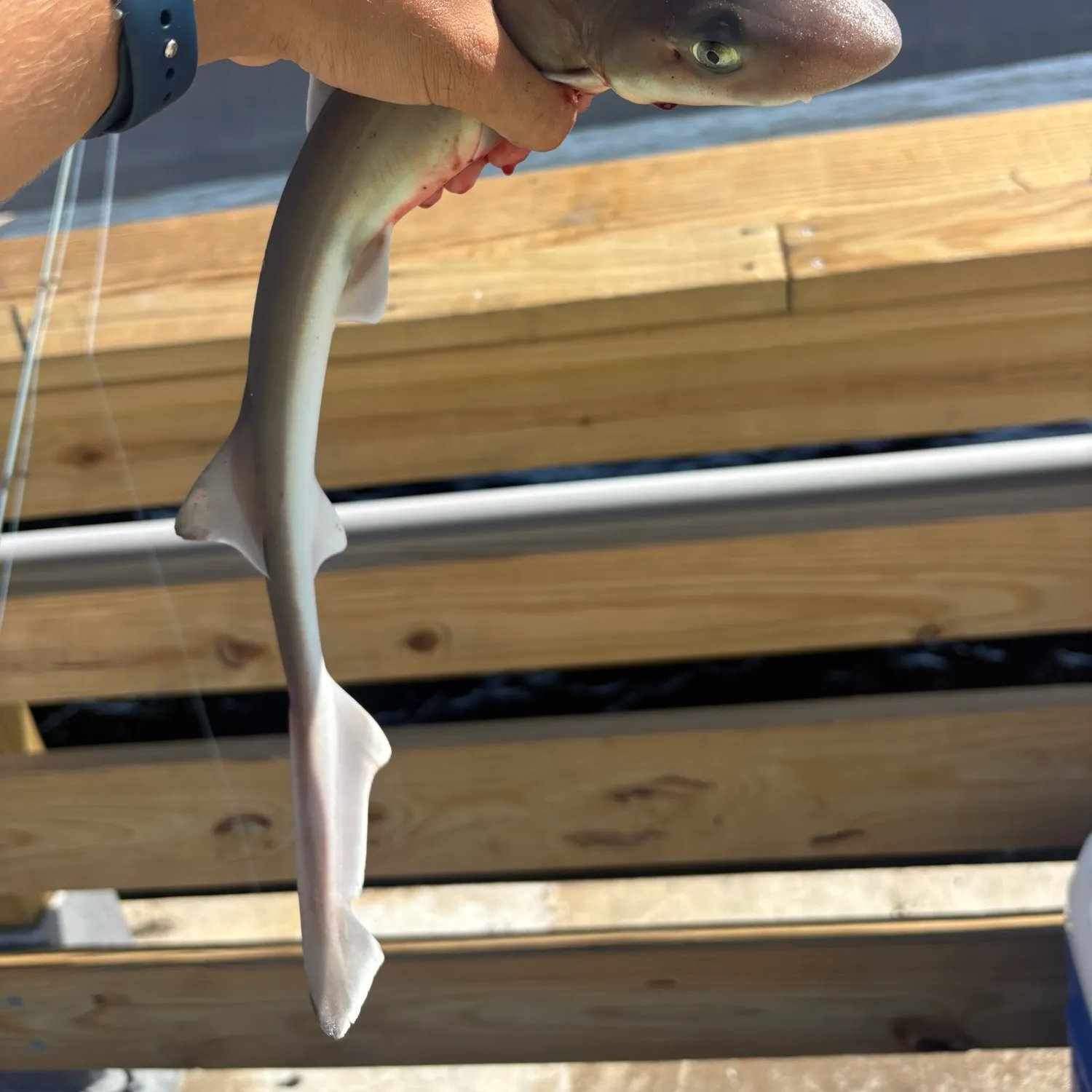 Dusky smooth-hound caught on Fishbrain