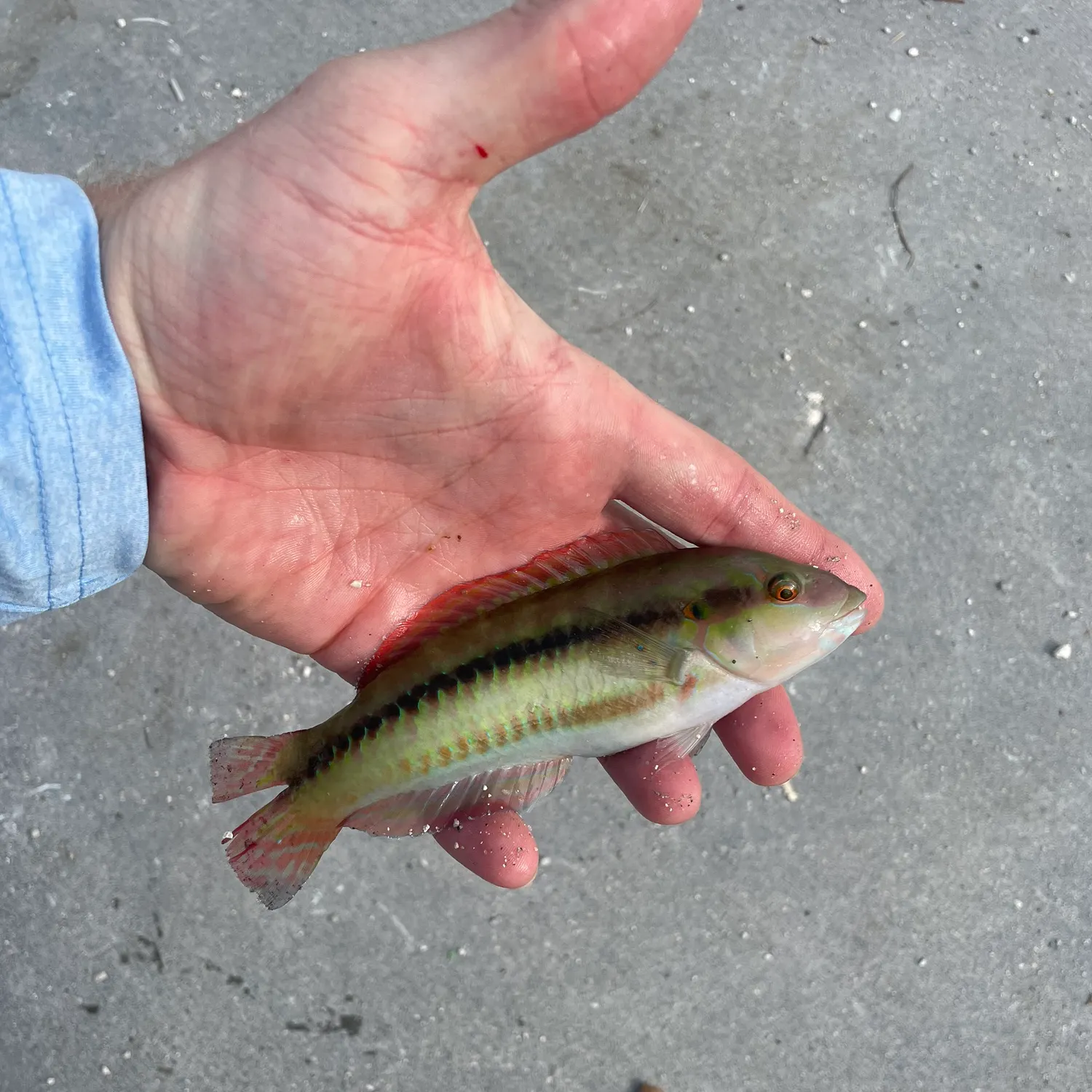 ᐅ Boca Chica Channel Bridge fishing reports🎣• Big Coppitt Key, FL ...