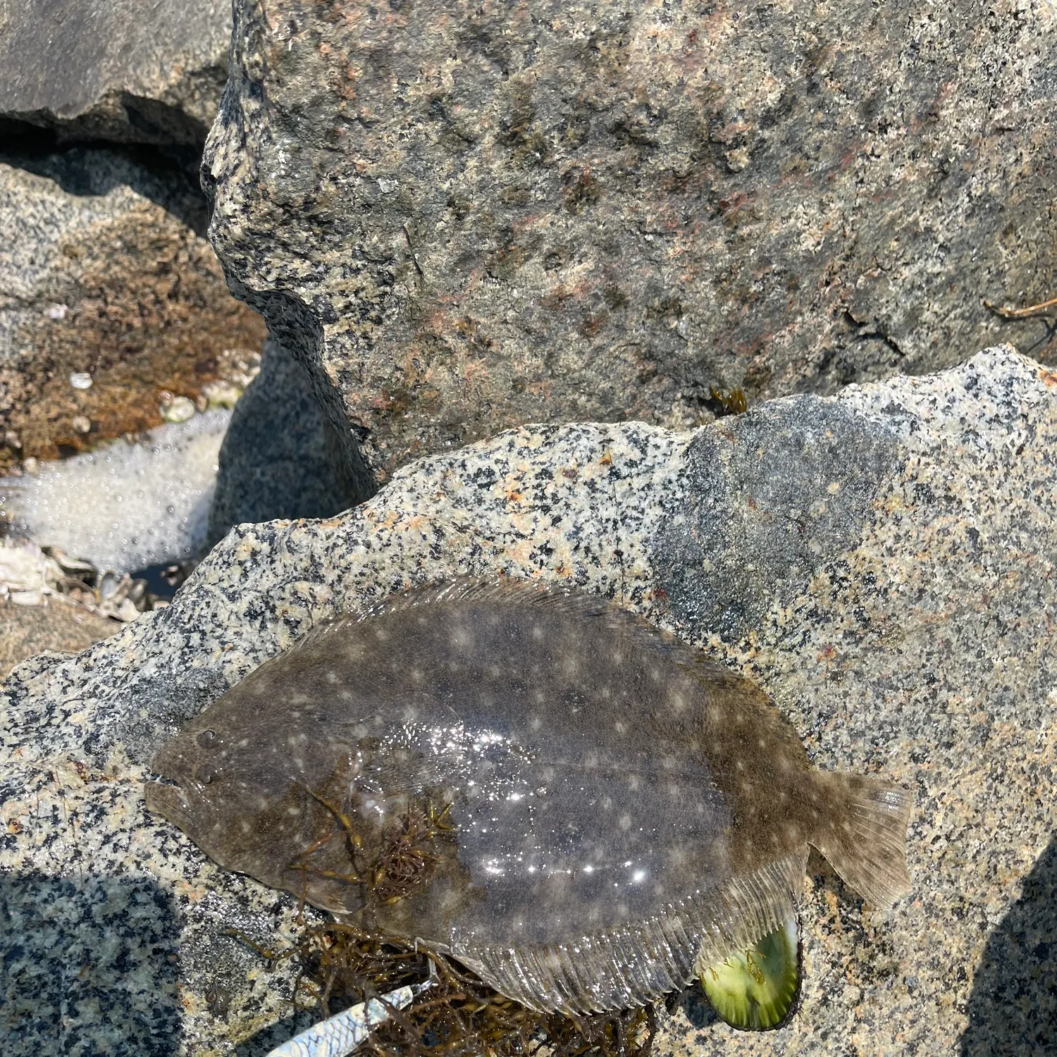 The most recent Southern flounder catches on Fishbrain