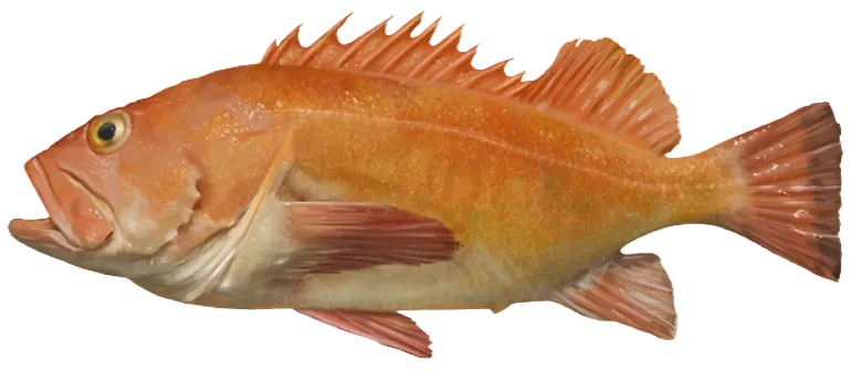 Yelloweye rockfish
