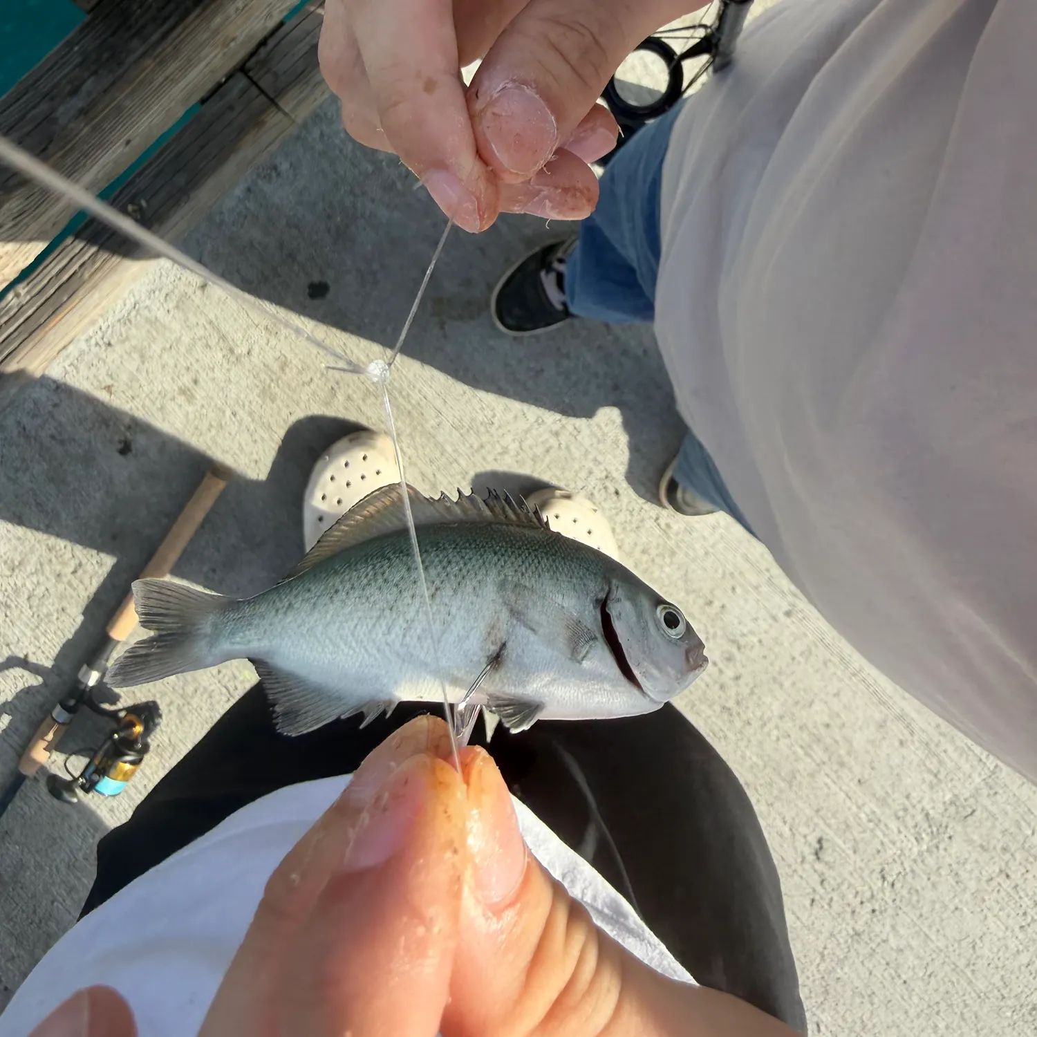 The most recent Halfmoon catches on Fishbrain