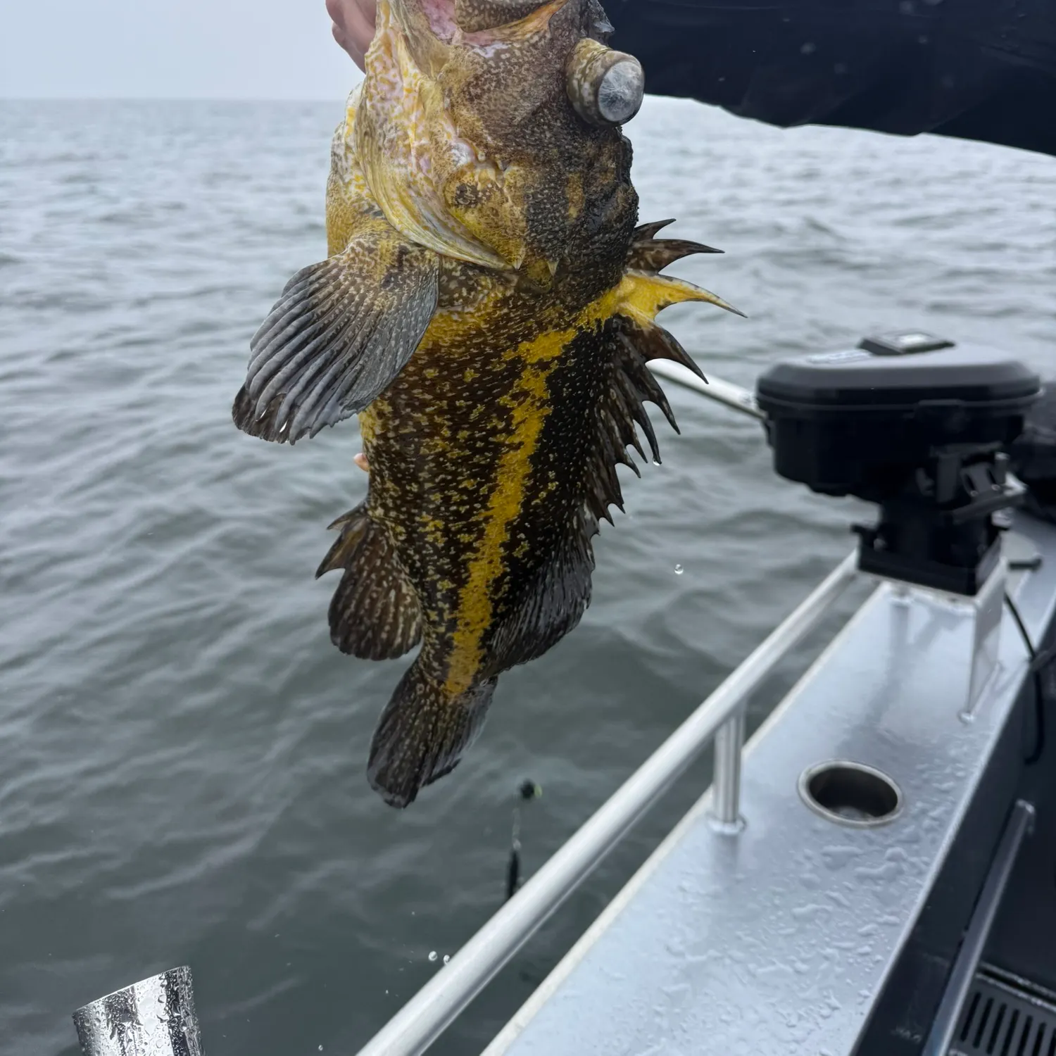 The most recent China rockfish catches on Fishbrain