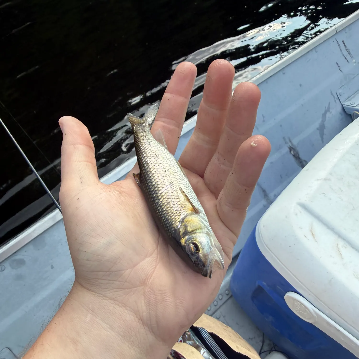 Fallfish caught on Fishbrain