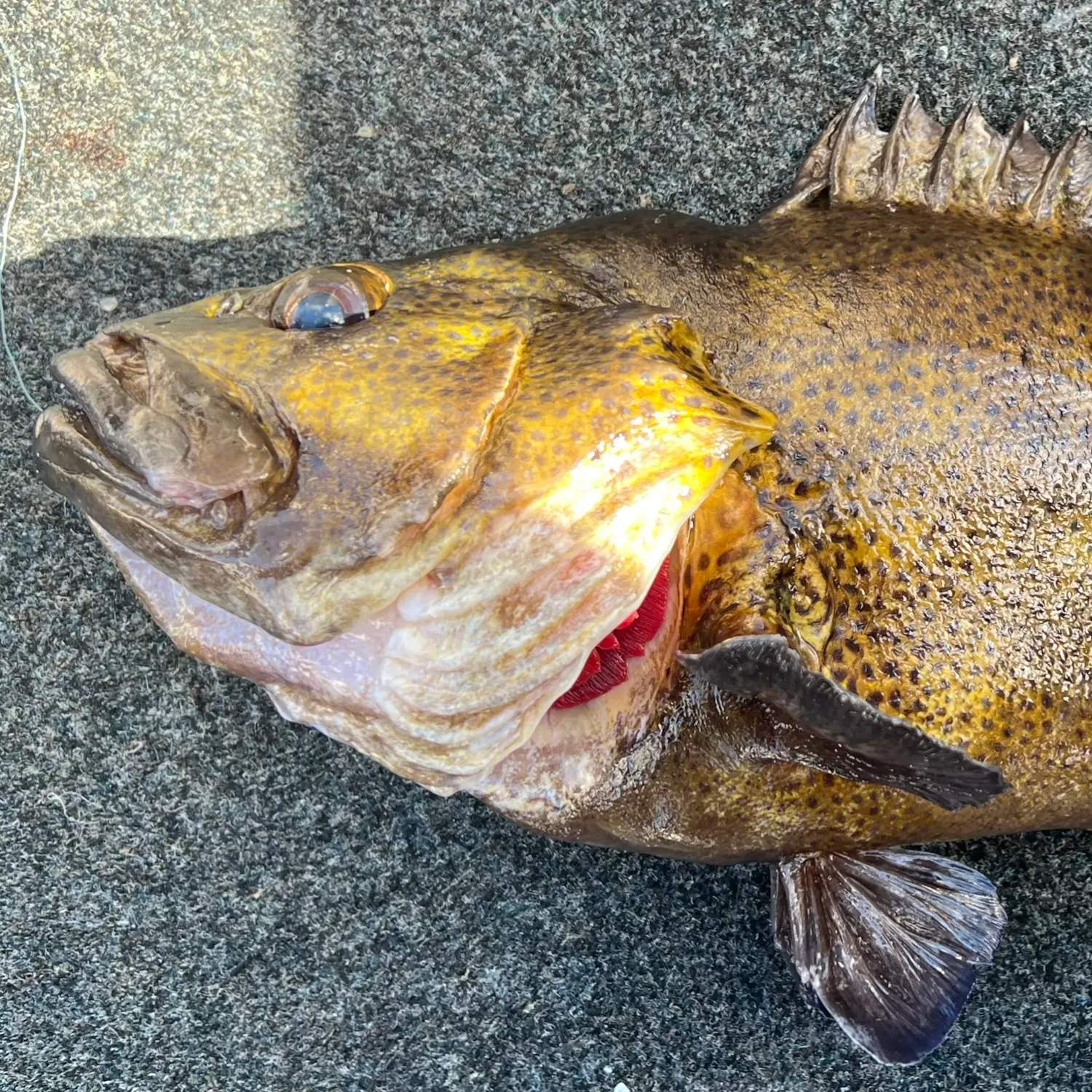 The most popular recent Eastern wirrah catch on Fishbrain