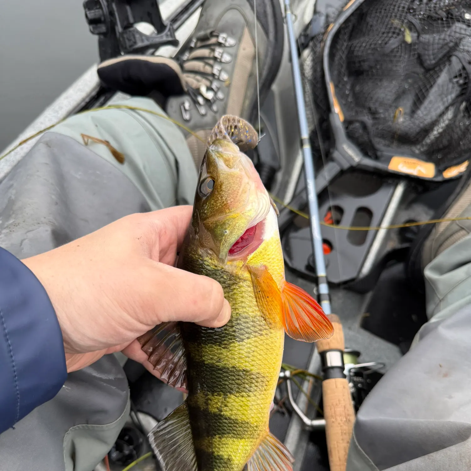 Yellow perch caught on Fishbrain
