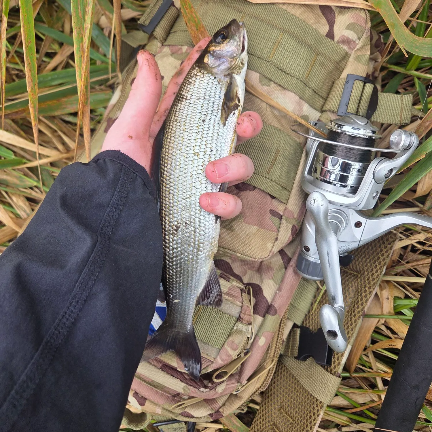 European grayling caught on Fishbrain