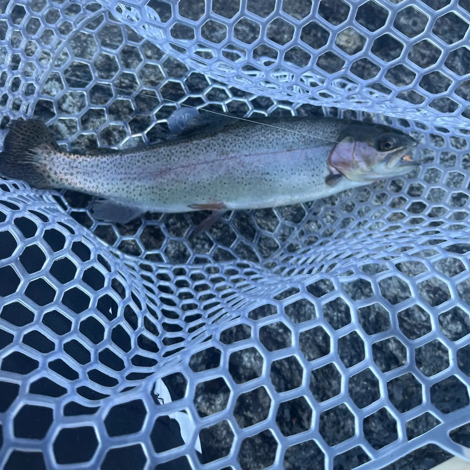 Rainbow trout caught on Fishbrain