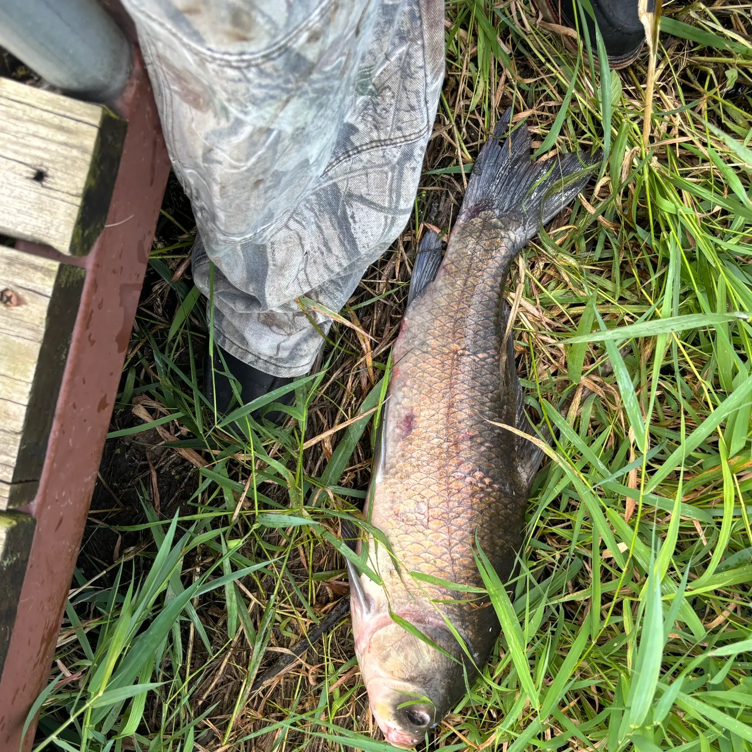 The most recent Bigmouth buffalo catches on Fishbrain