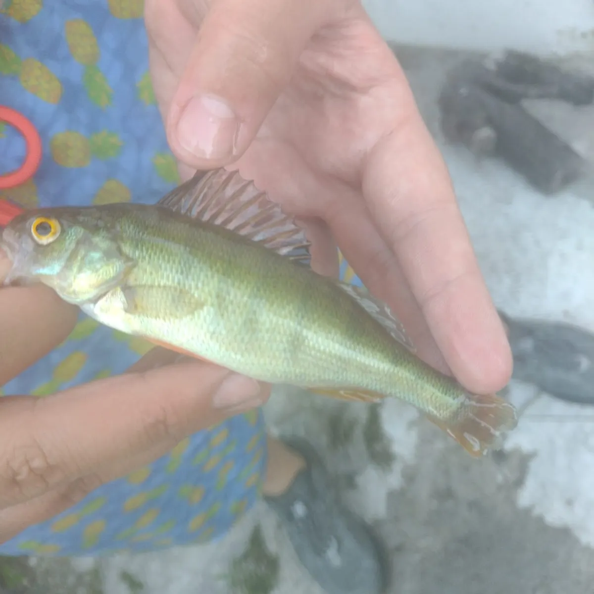 European perch caught on Fishbrain