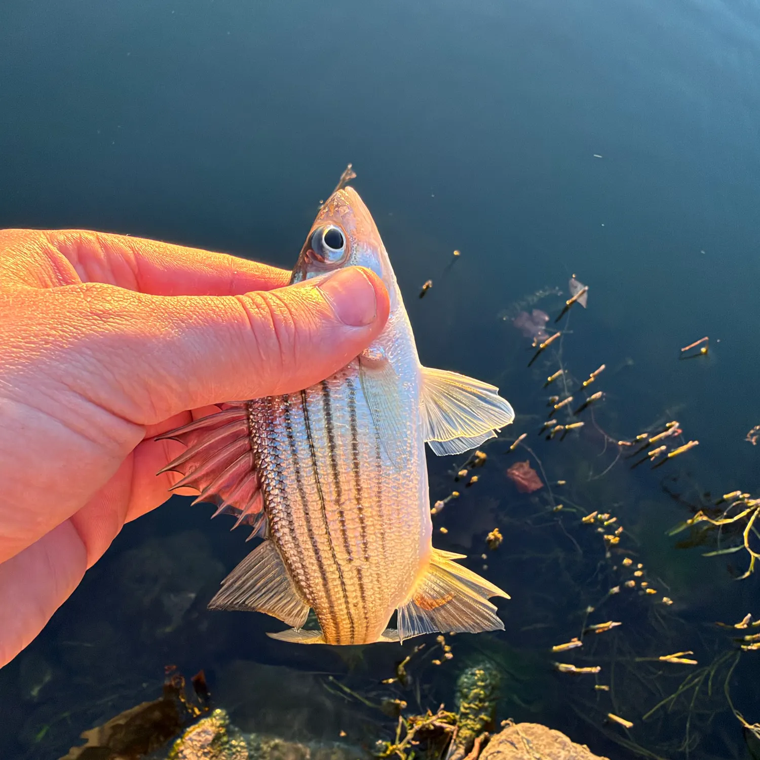 Yellow bass caught on Fishbrain