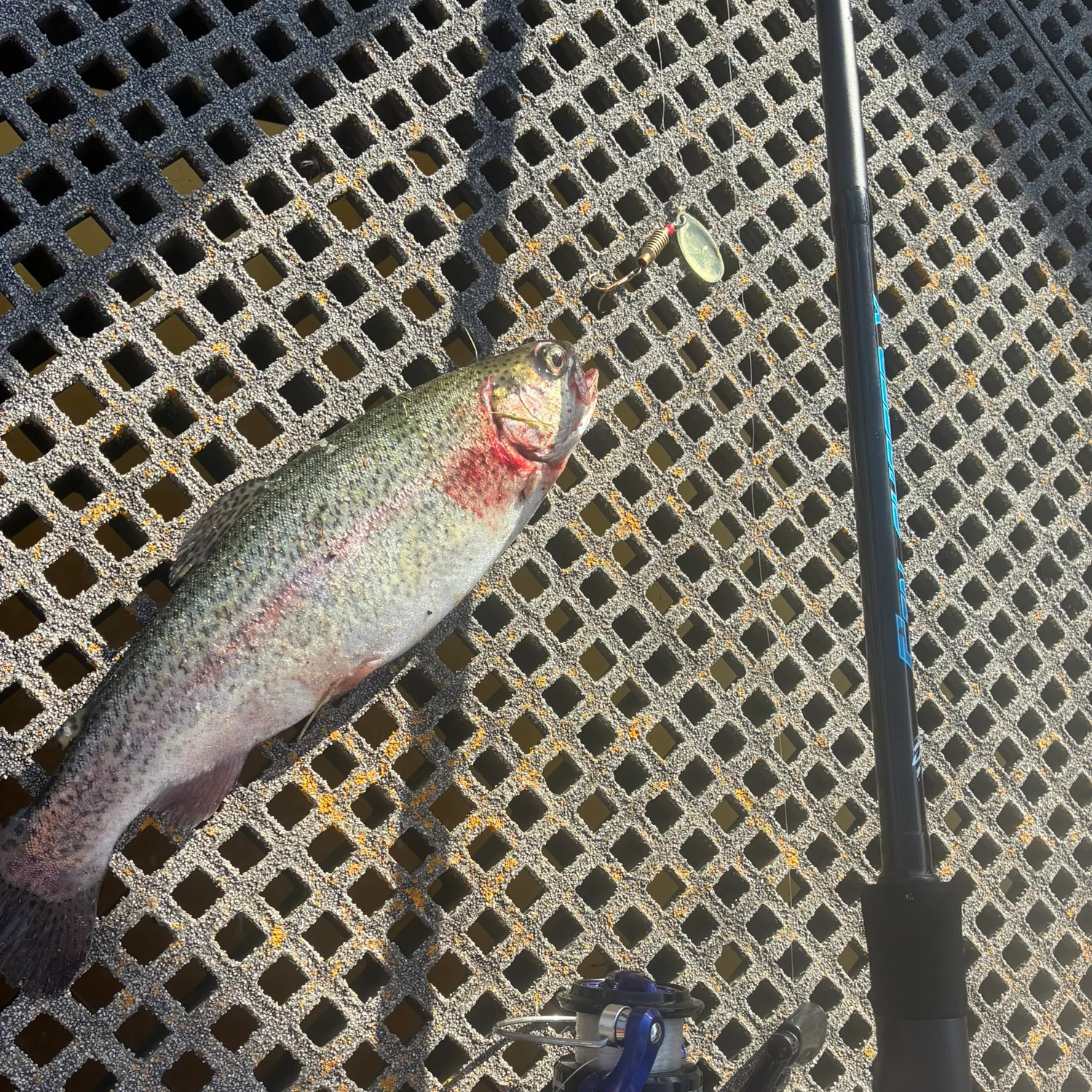 Rainbow trout caught on Fishbrain