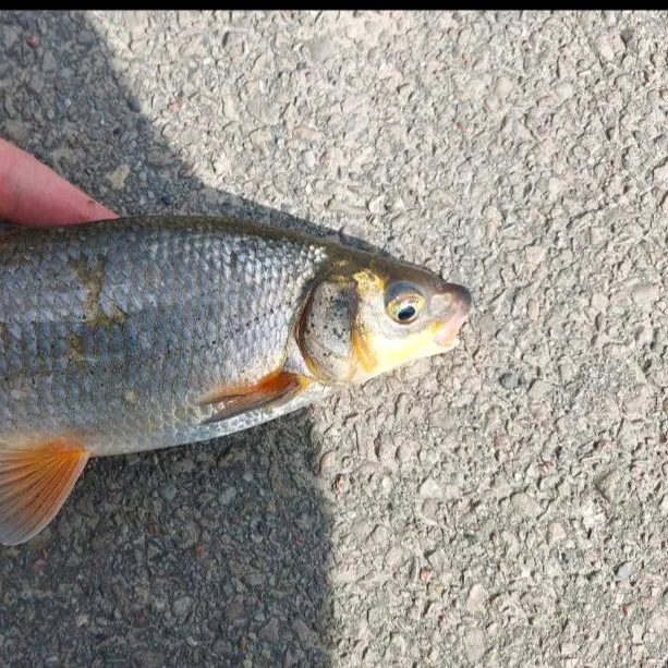 The most recent Vimba bream catches on Fishbrain
