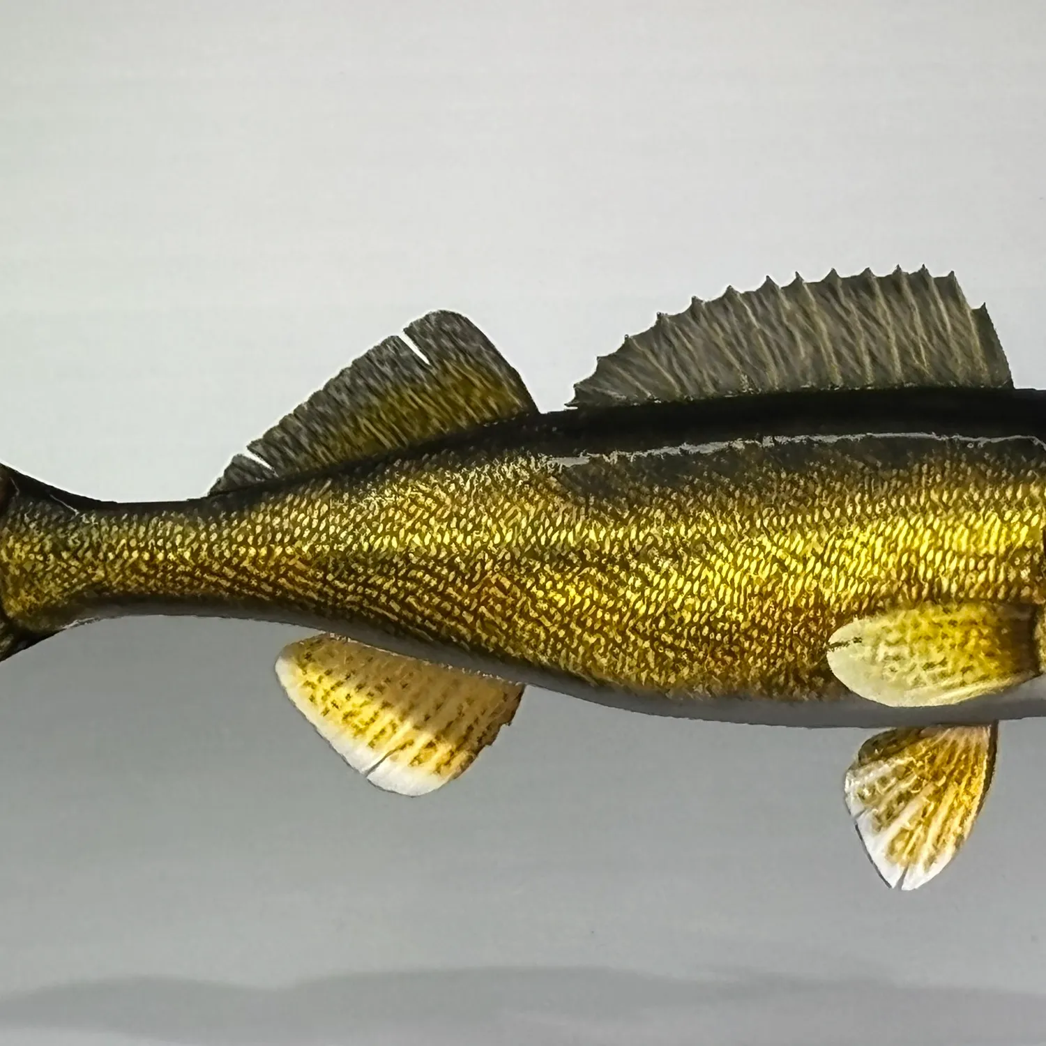 Walleye caught on Fishbrain