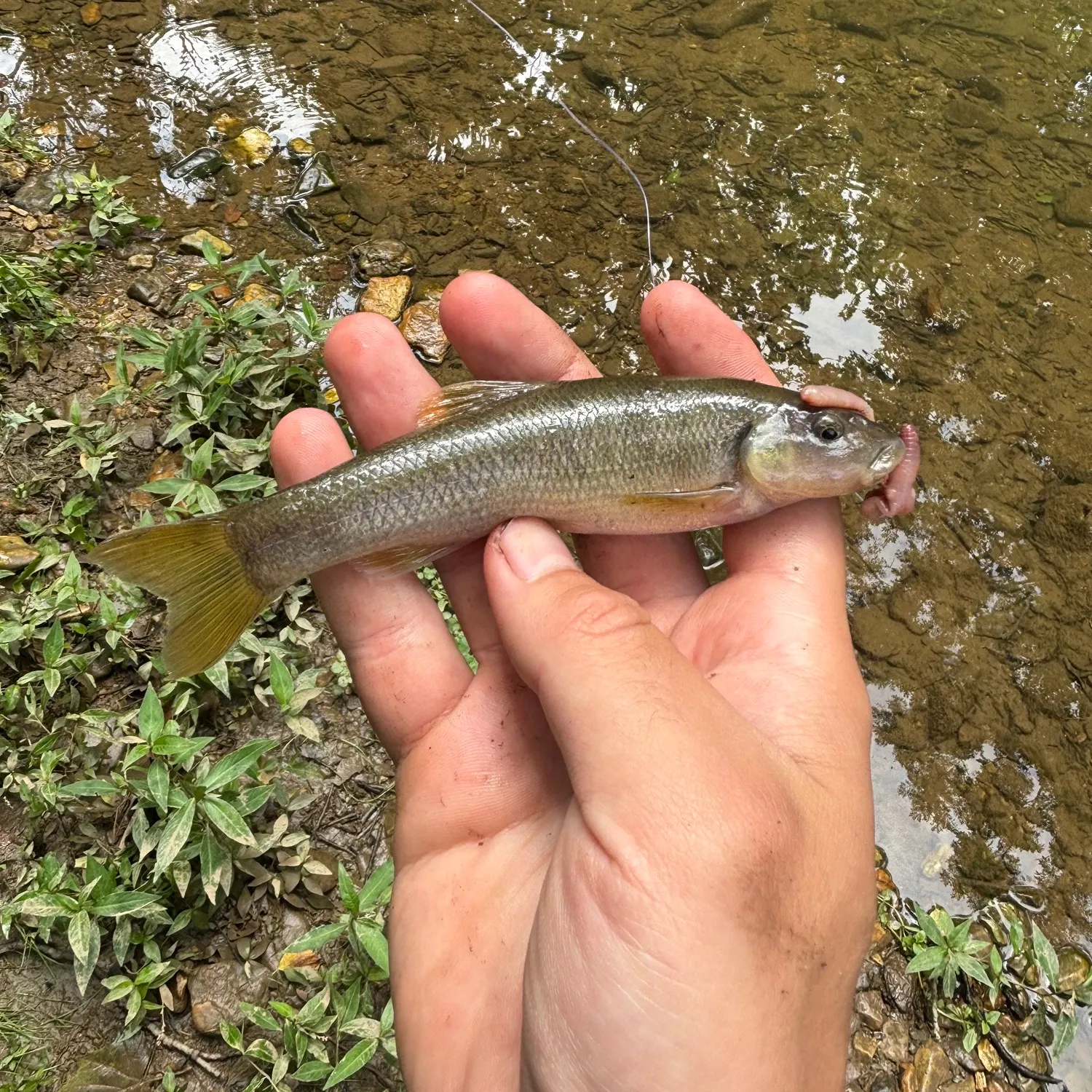 The most recent Cutlips minnow catches on Fishbrain