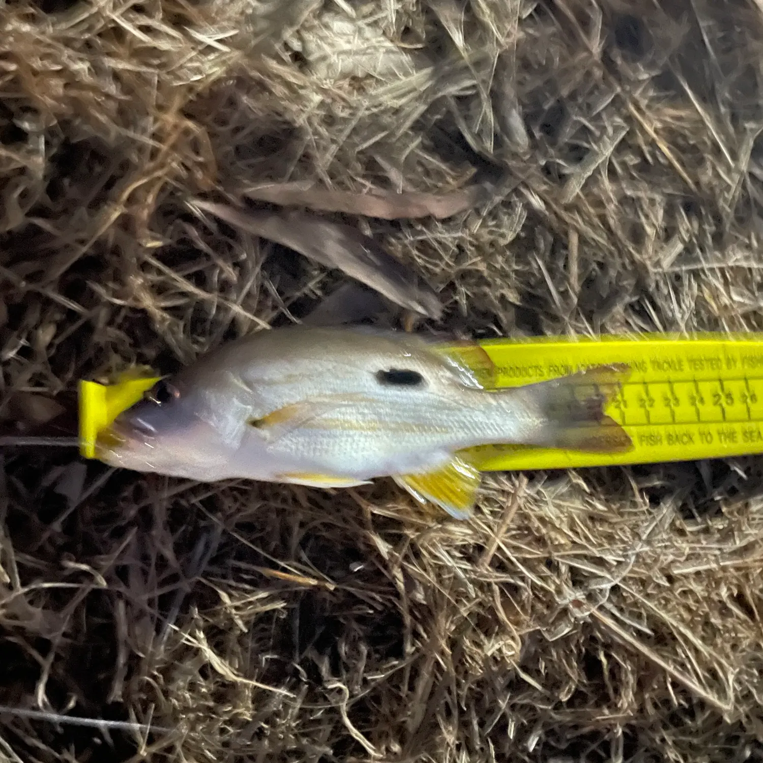 The most recent Moses perch catches on Fishbrain