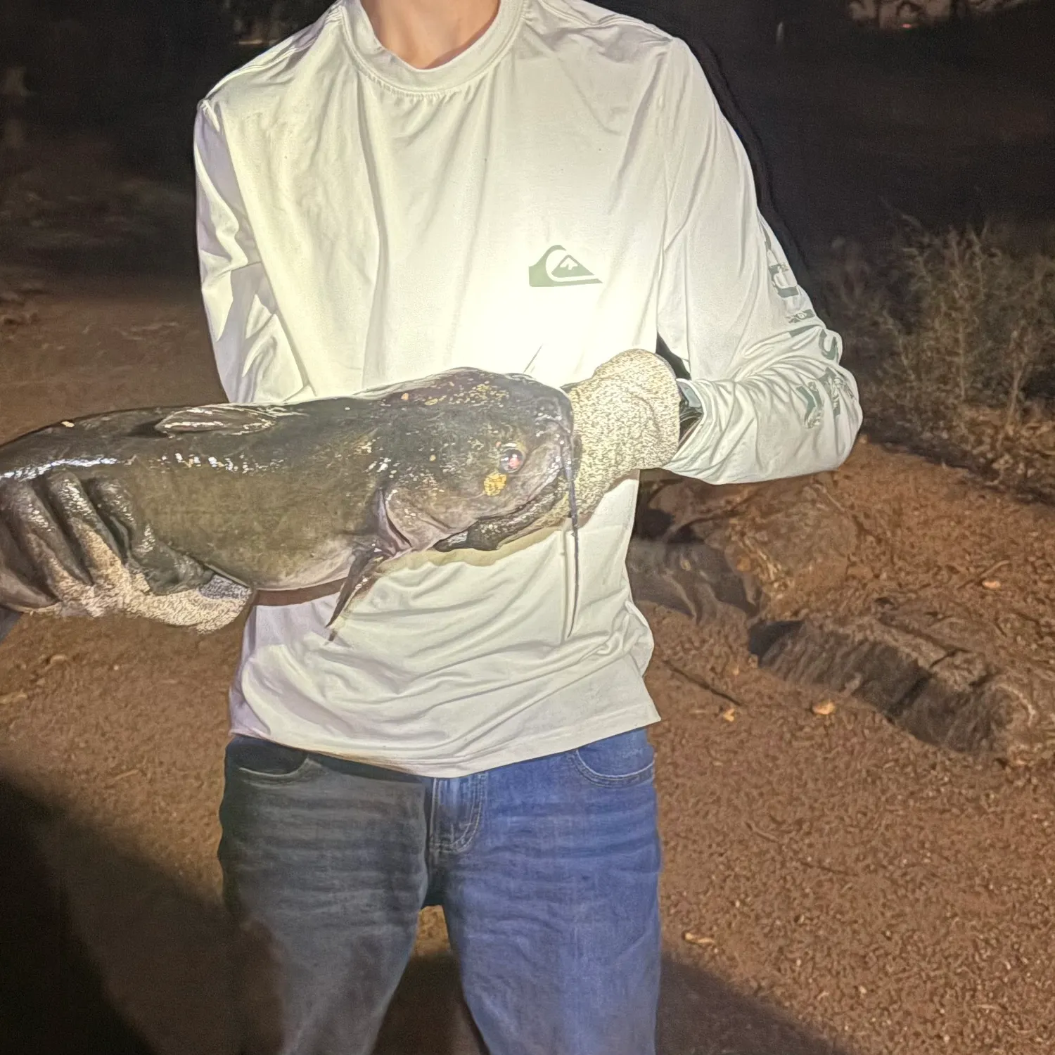 Channel catfish caught on Fishbrain