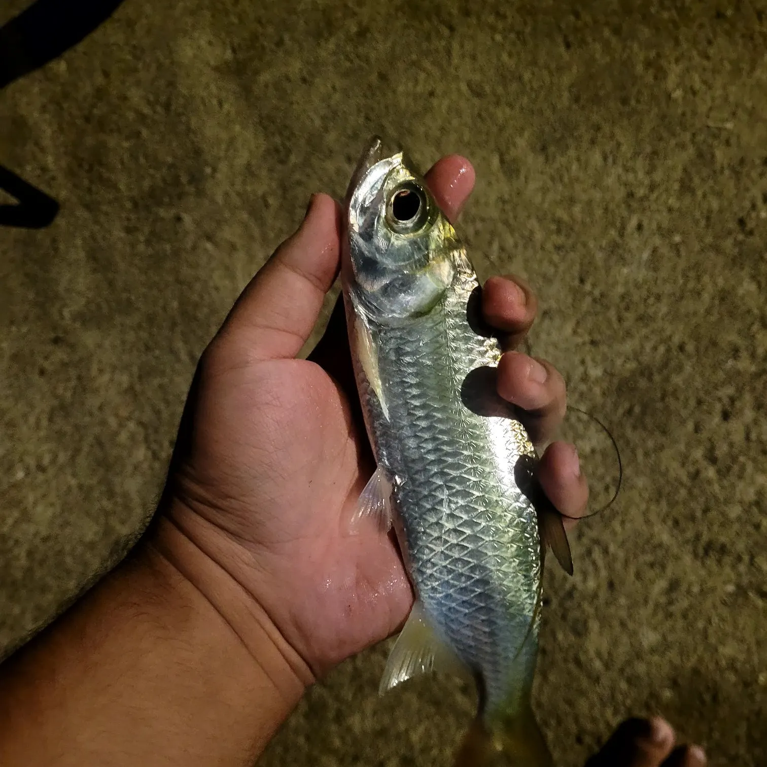 The most recent Indo-Pacific tarpon catches on Fishbrain